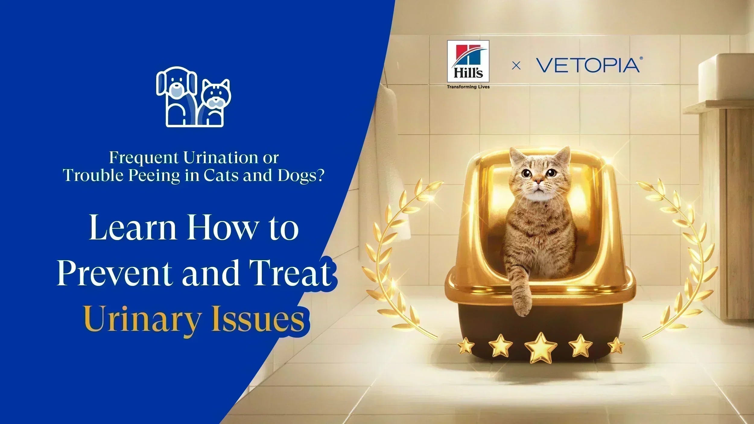 Urinary Issues in Cats & Dogs | Causes, Symptoms & Treatment | Vetopia ...