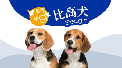 香港10大受歡迎的狗品種 - 比高犬
