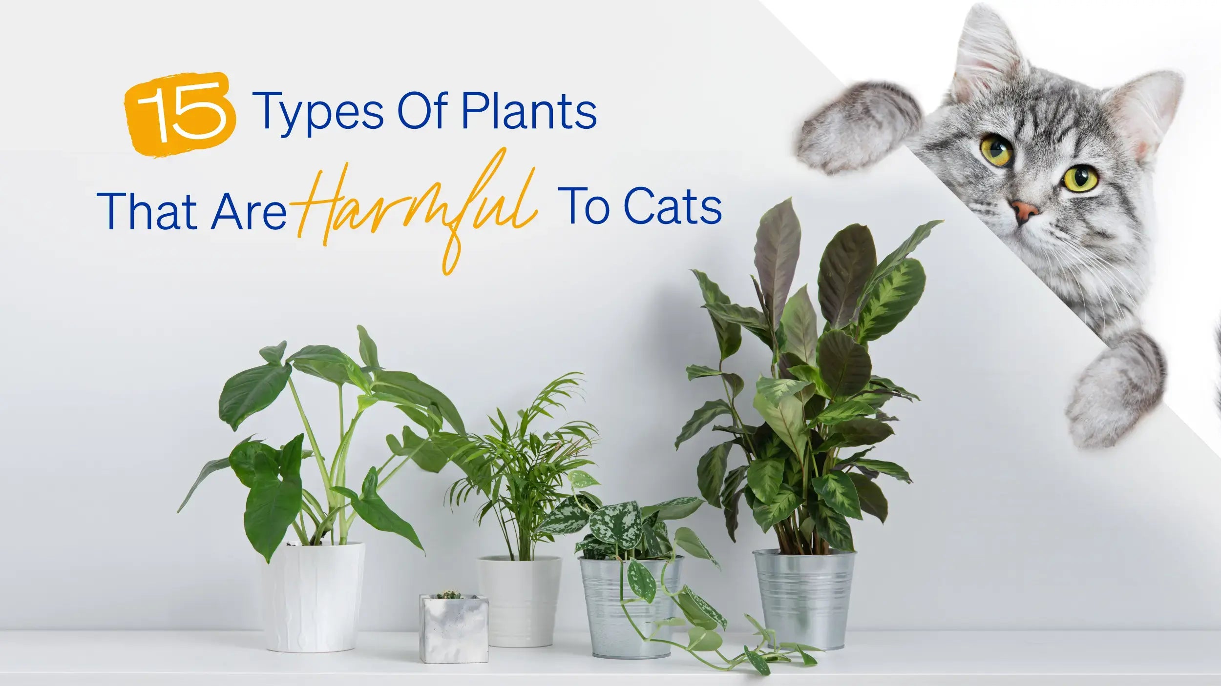 15 types of harmful plants for a cat-friendly space! | Blog  Vetopia  Online Store