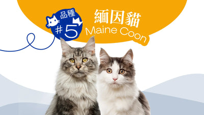 香港10大受歡迎的貓品種 - 緬因貓
