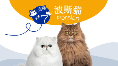 香港10大受歡迎的貓品種 - 波斯貓