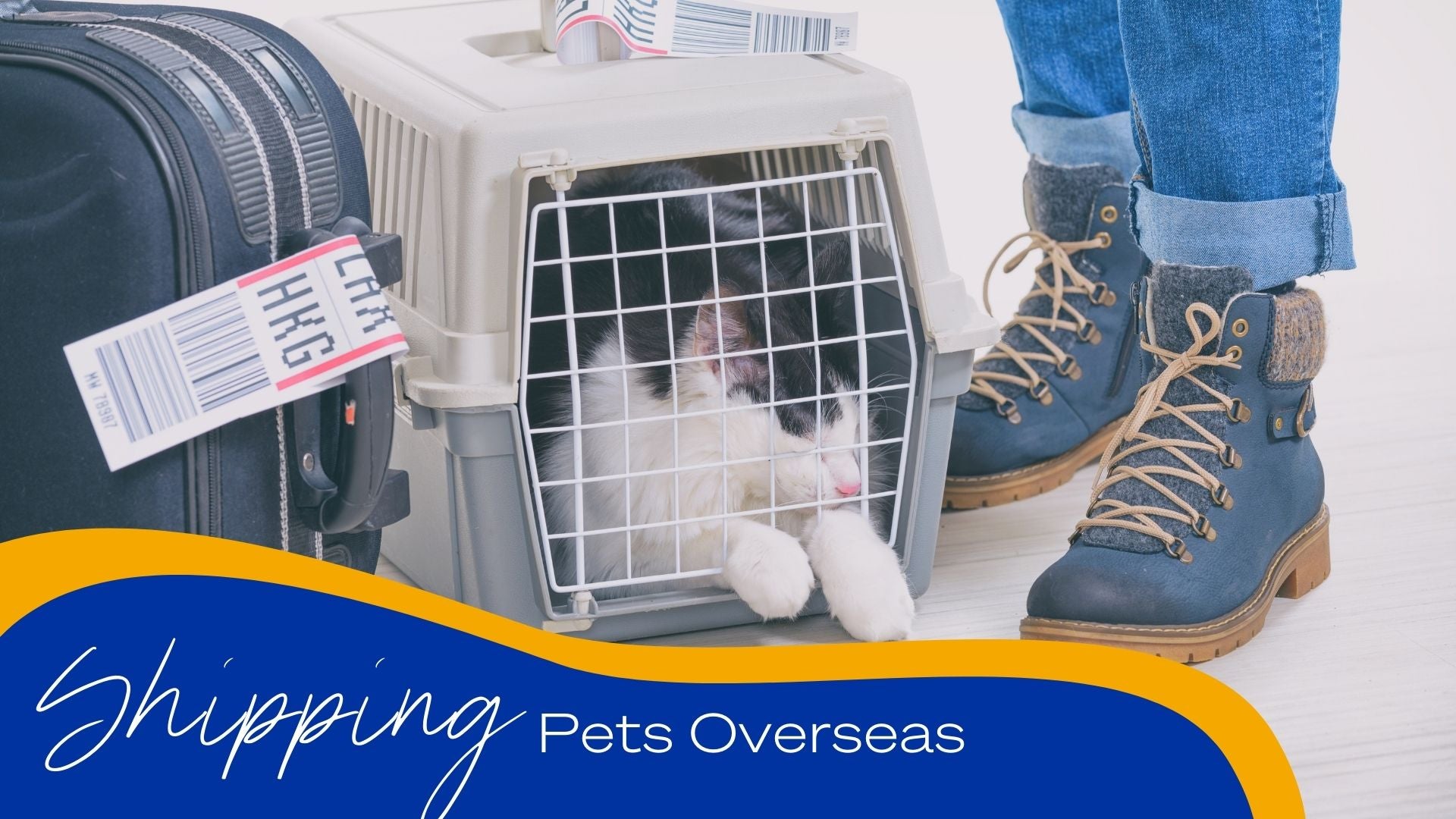 Shipping pets overseas 2025