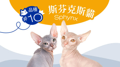 香港10大受歡迎的貓品種 - 斯芬克斯貓