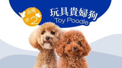 香港10大受歡迎的狗品種 - 玩具貴婦狗