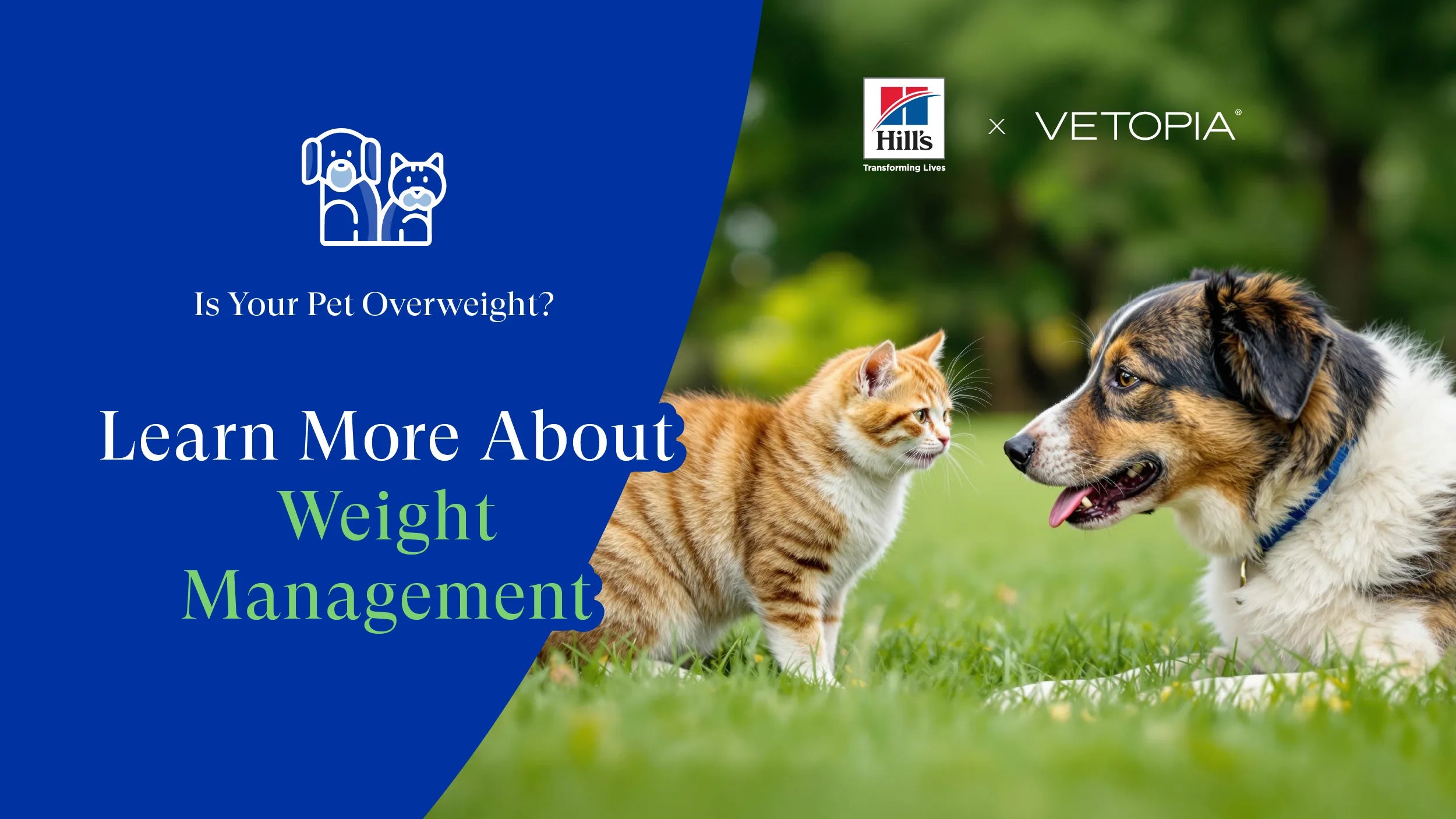Dog or Cat Overweight? Signs, Risks & Vet-Approved Weight Management ...