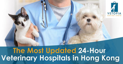 The Most Updated 24 Hour Veterinary Hospital in Hong Kong