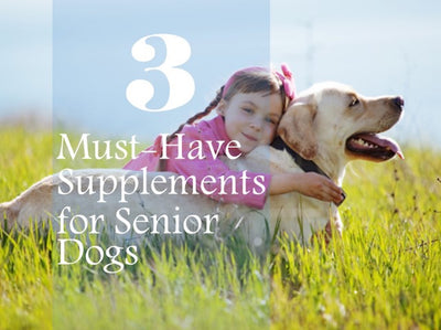 3 Must-Have Supplements for Senior Dogs