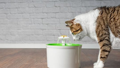 貓唔飲水點算好？5種方法氹貓貓飲水