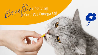 Unlocking the Benefits of Omega Oil for Your Pet
