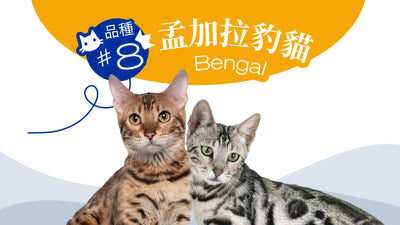 香港10大受歡迎的貓品種 - 孟加拉豹貓