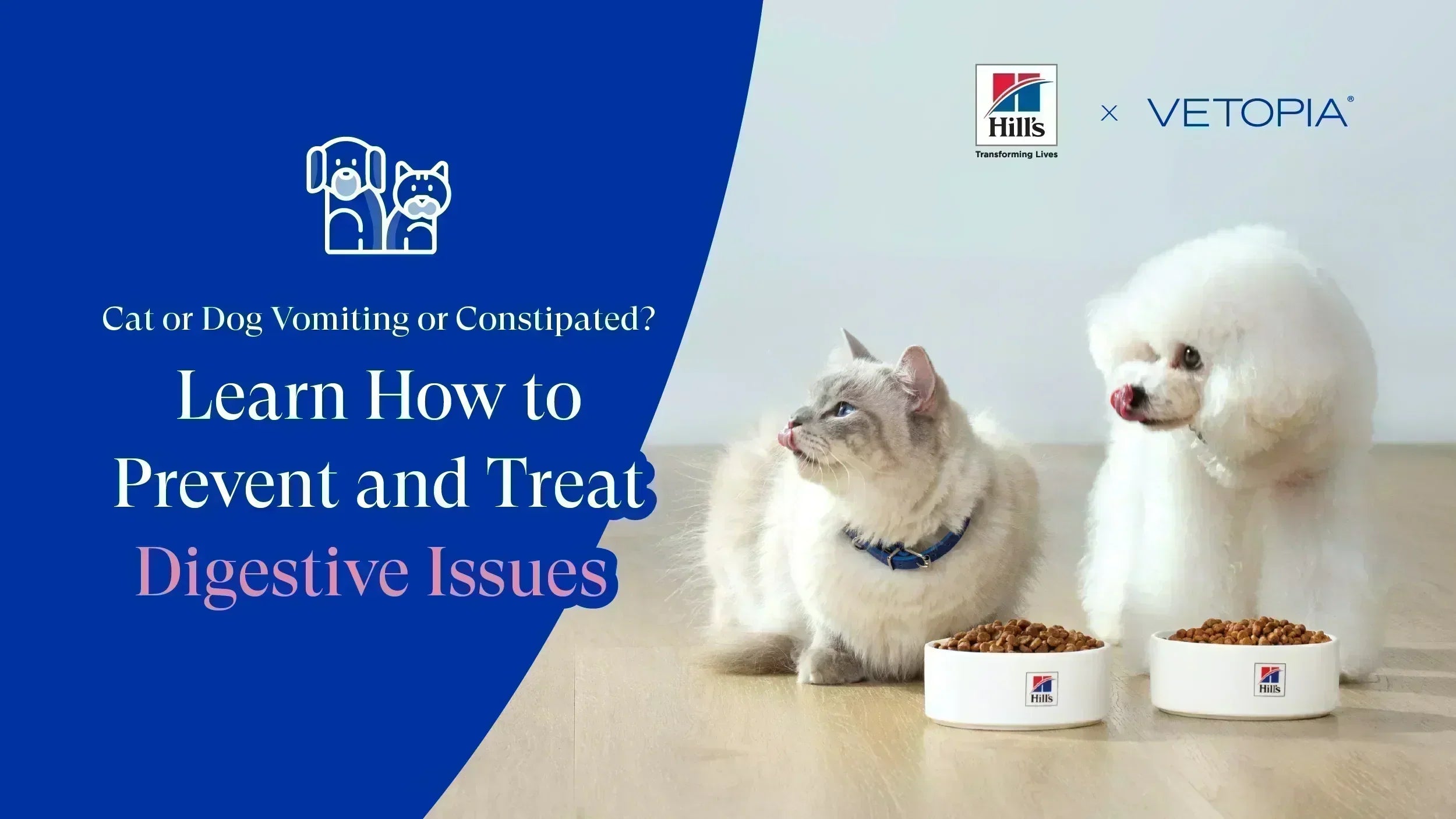 Cat or Dog Vomiting or Constipated? How to Prevent and Treat Digestive ... - Constipated Dog Vomiting Banana Treat