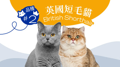 香港10大受歡迎的貓品種 - 英國短毛貓