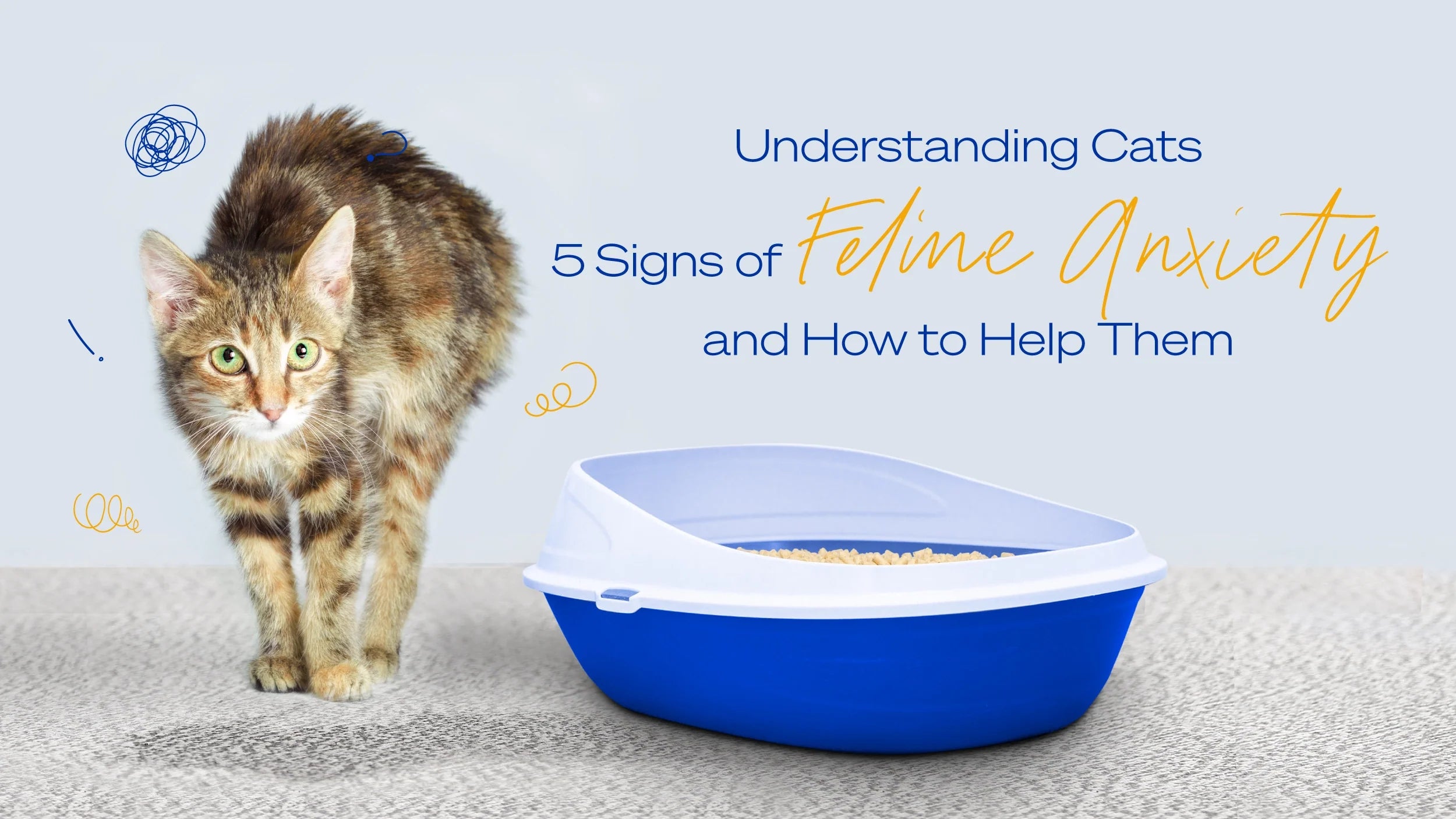 Understanding Cats: 5 Signs of Feline Anxiety and How to Help Them ...