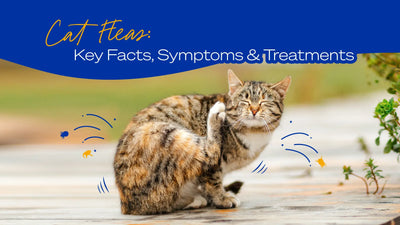 Understanding Cat Fleas: Key Facts, Symptoms, and Effective Treatments