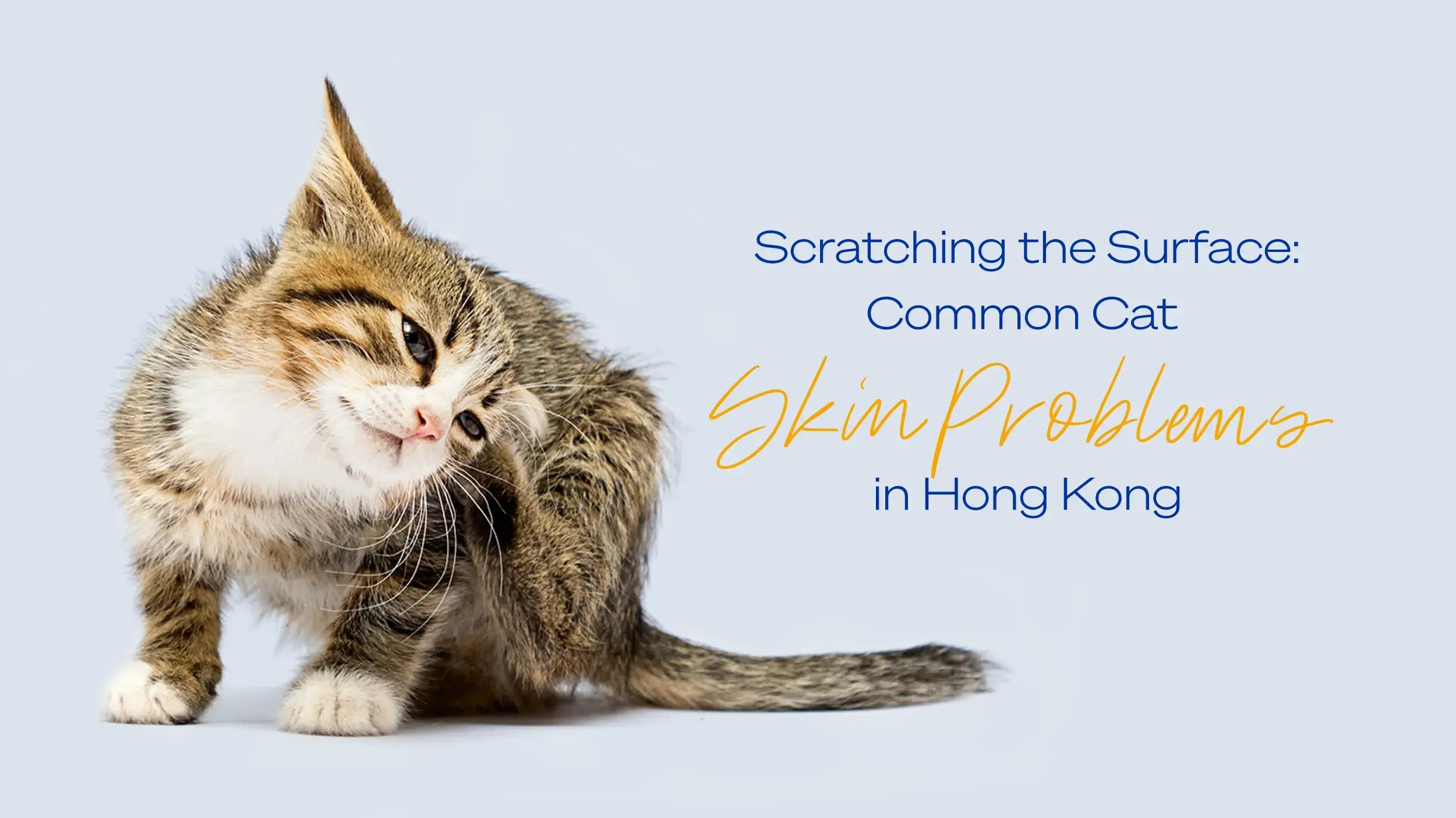 Common Cat Skin Problems in HK | Vetopia – Vetopia Online Store