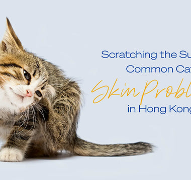 Scratching the Surface: Common Cat Skin Problems in HK.