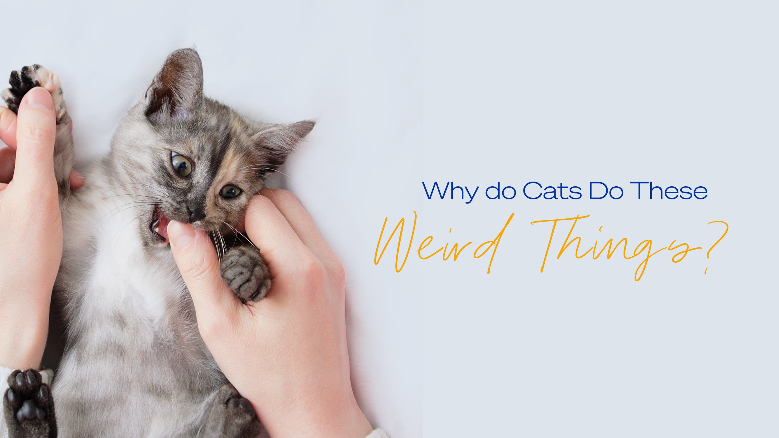 Why do cats do these weird things? A guide to some of the most common and baffling feline behaviours