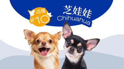 香港10大受歡迎的狗品種 - 芝娃娃