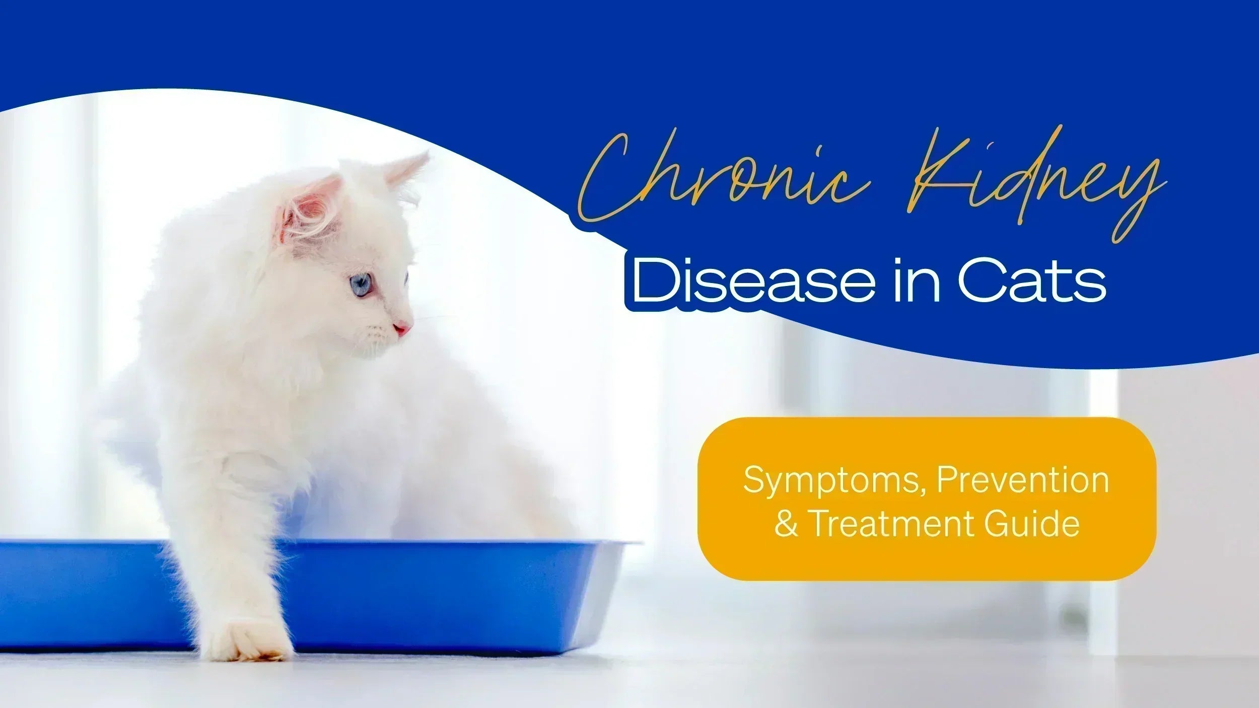 Image showcasing Chronic Kidney Disease in Cats – Symptoms, Treatment & Best Renal Diets ...