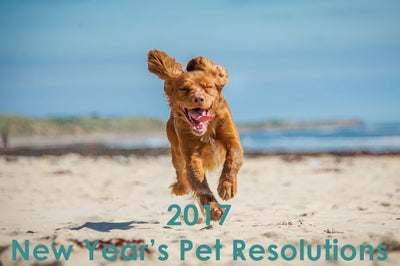 New Year’s Pet Resolutions