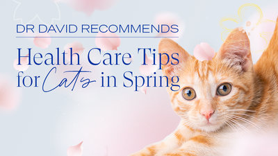 Dr David Recommends - Health care tips for cats in Spring