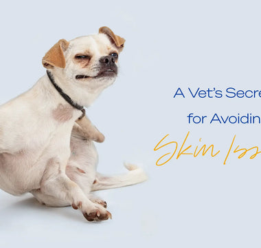 The Dog Days of Summer: A Vet’s Secrets for Avoiding Skin Issues.