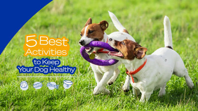 讓您的狗狗保持健康的 5 個最佳活動