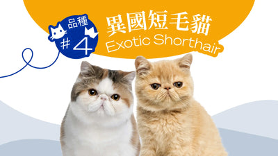 香港10大受歡迎的貓品種 - 異國短毛貓