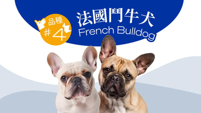香港10大受歡迎的狗品種 - 法國鬥牛犬