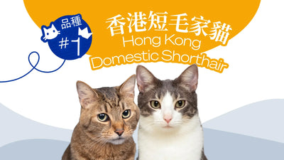 Hong Kong's Top 10 Most Popular Cat Breeds -The Hong Kong Domestic Shorthair