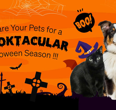 How to Prepare Your Pets for a Spooktacular Halloween Season
