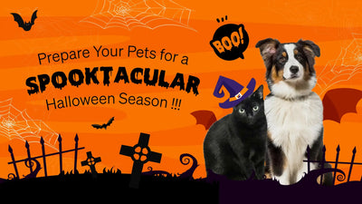 How to Prepare Your Pets for a Spooktacular Halloween Season