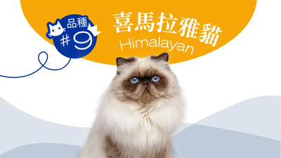 香港10大受歡迎的貓品種 - 喜馬拉雅貓