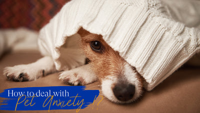 Pet Anxiety: Understanding and Managing Your Furry Friend's Stress