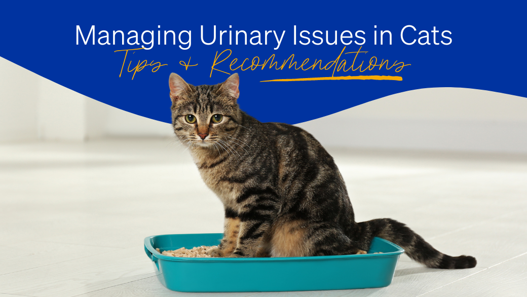 Managing Urinary Issues in Cats : Tips and Recommendations – Vetopia ...