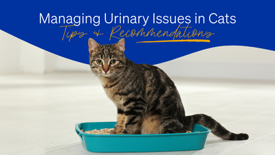 管理貓的泌尿問題：提示和建議