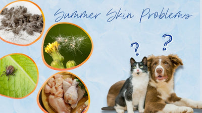 Skin Problems in Pets – Summer Edition