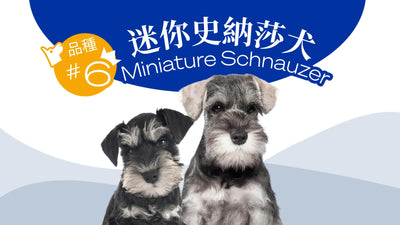 香港10大受歡迎的狗品種 - 迷你史納莎犬