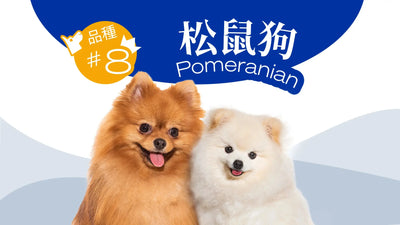 香港最受歡迎的10大狗品種-松鼠狗