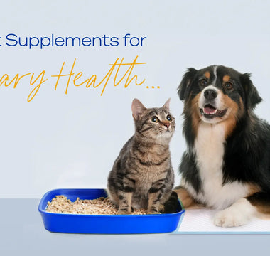 Pee-lease and Thank You... Top Supplements for Pet Urinary Health
