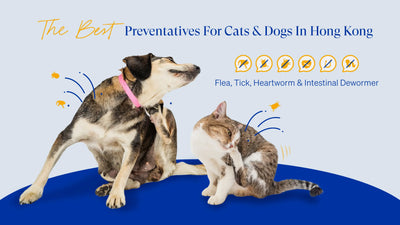 [Updated version]The Best Flea, Tick, Heartworm & Deworm Preventatives For Cats & Dogs in Hong Kong