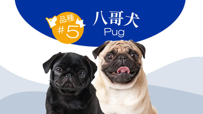 香港10大受歡迎的狗品種 - 八哥犬