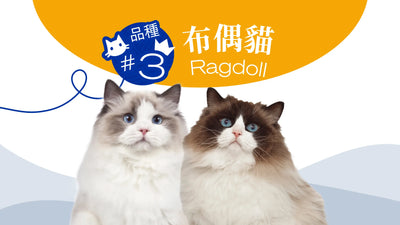 香港10大受歡迎的貓品種 - 布偶貓