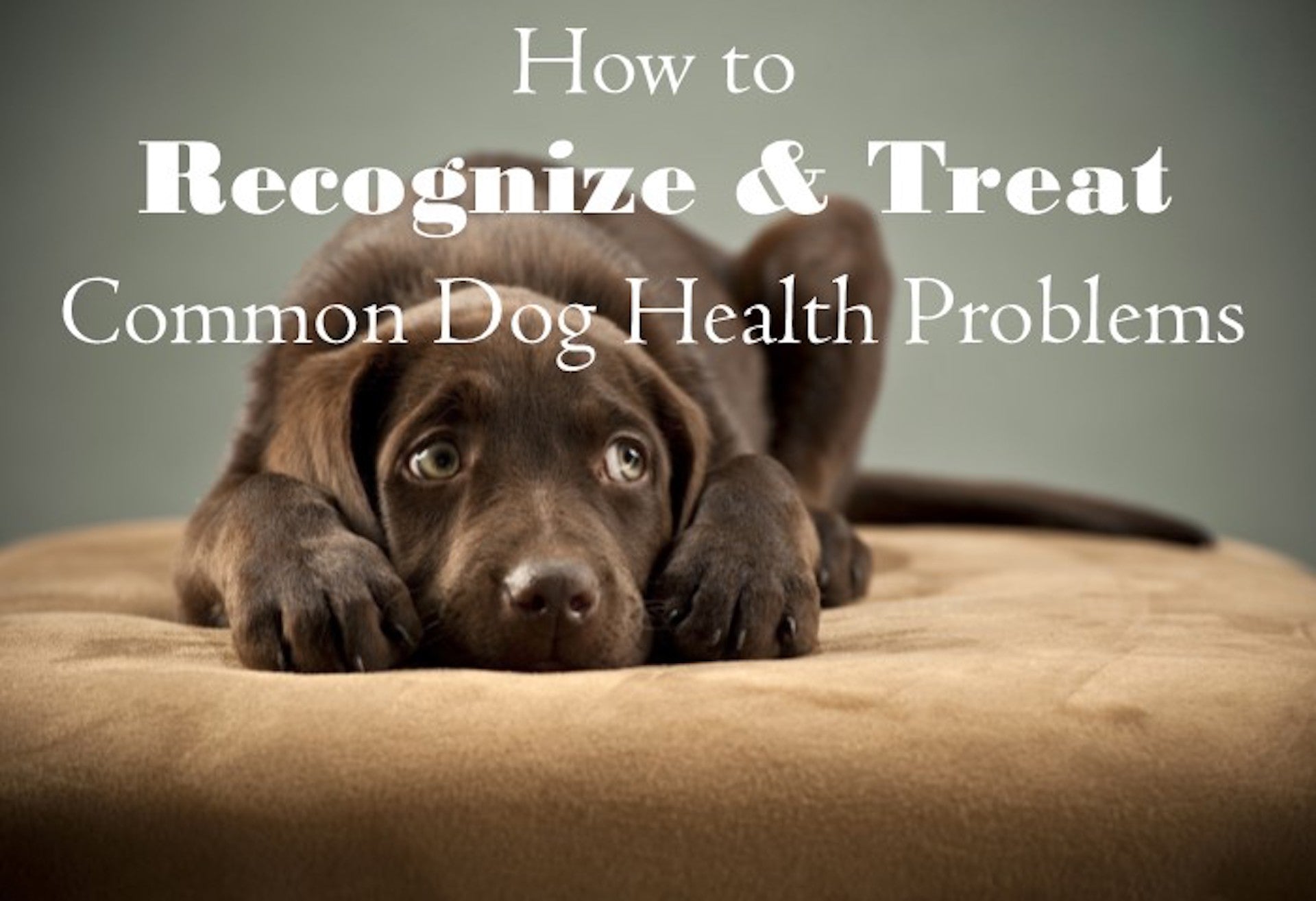 How to Recognize and Treat Common Dog Health Problems Vetopia Online