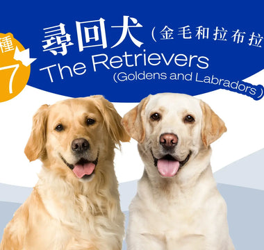 Hong Kong's Top 10 Most Popular Dog Breeds - The Retrievers (Goldens and Labradors)