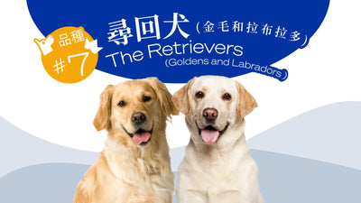 香港10大受歡迎的狗品種 - 尋回犬 (金毛和拉布拉多）