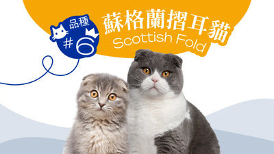 香港10大受歡迎的貓品種 - 蘇格蘭摺耳貓