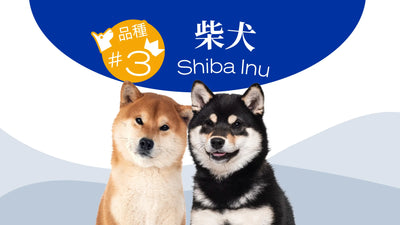 Hong Kong's Top 10 Most Popular Dog Breeds - Shiba Inu