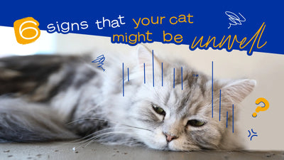 6 個跡象讓您知道貓貓身體不適