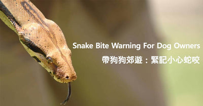 Dog vs Snake in Hong Kong